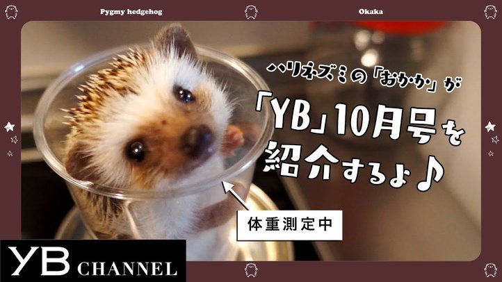 【ハリネズミが1分で紹介・宇宙の法特集】月刊ヤング・ブッダ(YB)2018年10月号【幸福の科学】