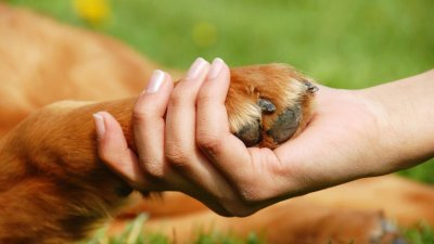 死んだペットにも供養が必要ですか?【霊的世界のほんとうの話】
