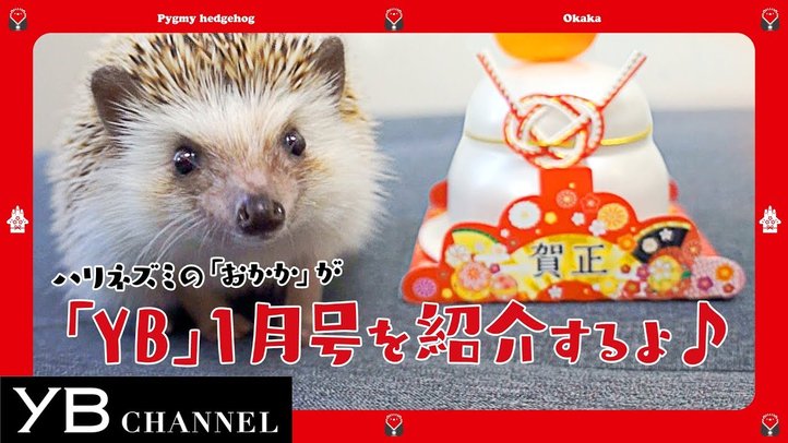 【ハリネズミが１分で紹介】月刊ヤング・ブッダ（YB）2019年１月号【幸福の科学】