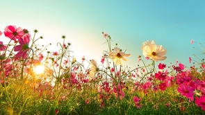 切っても切れない「嫁姑関係」は○○の調律から