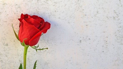 失恋を発奮材料に