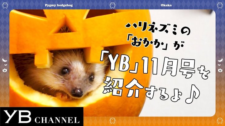 【ハリネズミが1分で紹介・名文学特集】月刊ヤング・ブッダ(YB)2018年11月号【幸福の科学】